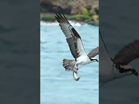 #million #dubai #birds #amazing