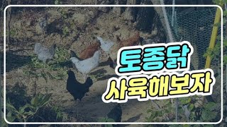 토종닭 키우기