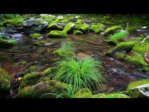 Soothing Forest Sounds, Babbling Brooks,  Relaxing Birdsong