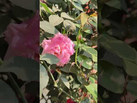 golap full// গোলাপ ফুল#PR realm