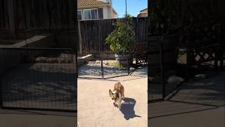 The Great Escape: Love-Struck Doggy Edition 🤩 #shortvideo