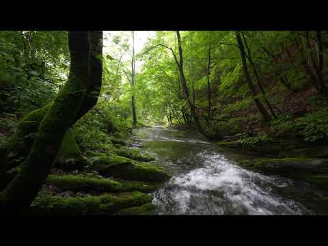 Fantastic Forest Melody, Birdsong, Water Flowing Sounds