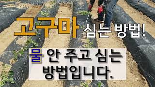 고구마 심는 방법과 물 없이 심는 방법입니다. #주말농장 고구마 심기# 고구마 가꾸기.