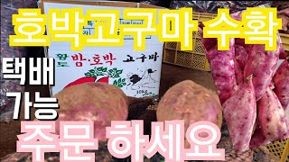 최고의 맛 안면도 호박고구마 주문반습니당ㆍ