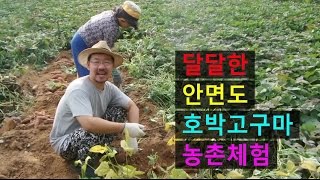 안면도 호박고구마 캐기 농촌 체험프로그램