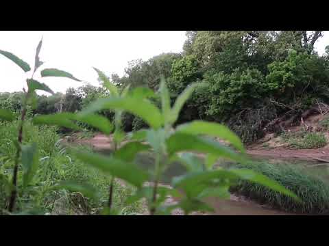 Canon G7X Mark II video test