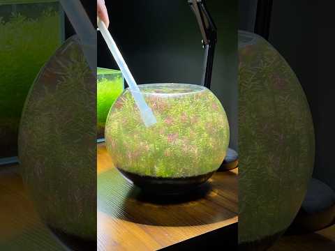 Water change for my nano planted bowl aquarium