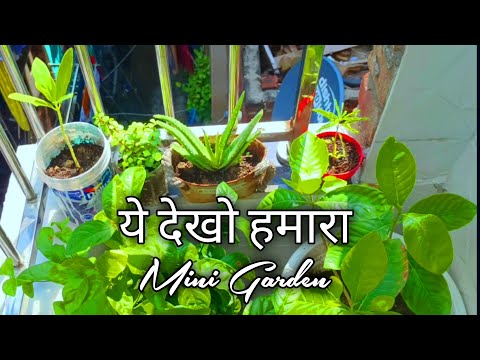 ये देखो हमारा Mini Garden | चलो बागवानी करें | @chalobagwanikare