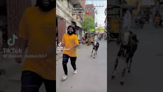 #cyclecam #cycling #goat #bikeriding #carsongs #cow #outdooractivity #comedy #cyclingmusic #funny
