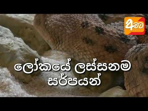 අපි නොදන්නා සර්පයින් ගැන දැනගමු ........