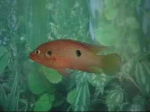 Hemichromis bimaculatus 紅寶石