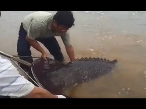 MAN CATCHES BIG FISH