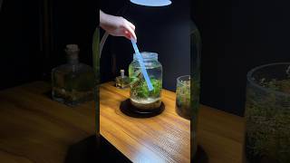 Mini jar aquarium ecosystem