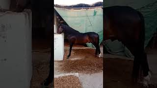Turab (Zuljana Murtajiz Khairpur) #viral #ytshorts #trending #shorts #trendingshorts #horse #karbala