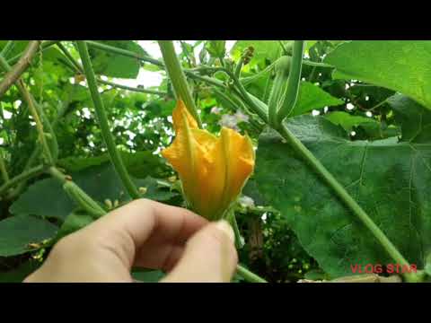 My Mom loves Gardening backyard#natureflowers#philippines/NorthCotabato.