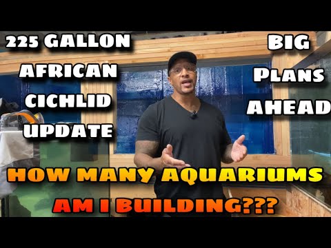 HOW MANY AQUARIUMS AM I BUILDING??!