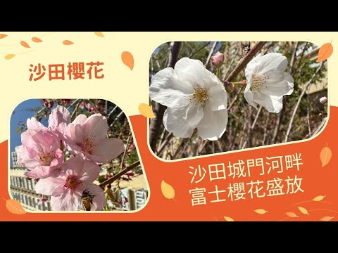 【沙田櫻花2025】沙田城門河畔｜富士櫻花盛放｜賞櫻好去處｜逾40棵富士櫻及吉野櫻花樹｜街拍｜週街走｜四圍走｜四圍拍 Deepseek + Suno制作的櫻花歌曲