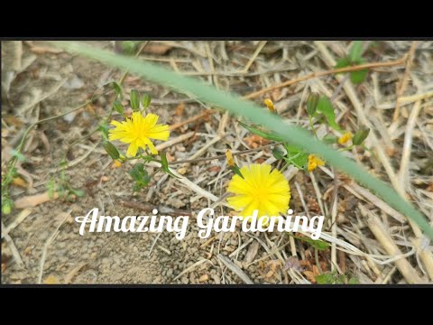 হলুদ ফুল একটি অন্যরকম সৌন্দর্য বর্ধন করে/  Yellow  flower looking nice.