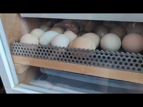 토종닭 병아리 부화 하기 #시골여자
