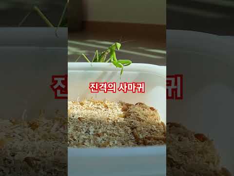 진격의 사마귀