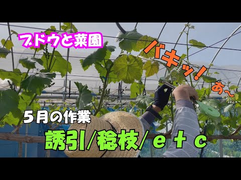 ブドウと菜園　5月の作業　誘引・稔枝・etc