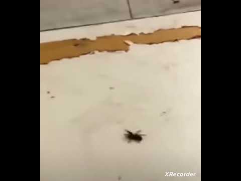 Araña Beatbox