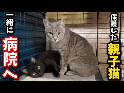 I took two cats, a mother and a kitten, who were close to being adopted, to the hospital together...