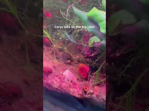 #corydoras #plantedtank