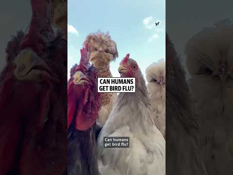 Can humans get bird flu?