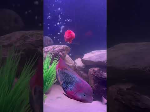 #aquariumhobby #aquariumfish #fish #aquariumbuilder #fishtanklife #cichlids #oscars #severum