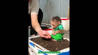 Teach the little monkey how to grow vegetables#cutemonkey #monkey #monkeybaby