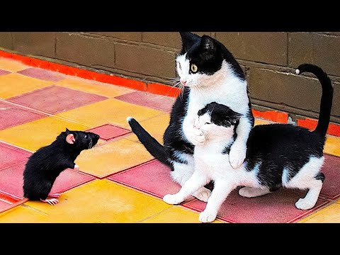 "Animals with 🐕 Attitude: Hilarious Moments You Can't Miss! ;p 2024 "Part18  | Can't Stop Laughings