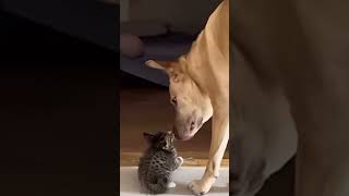 First meeting between cat and dog #fypシ #dog #dogs #dogsoftiktok #doglover