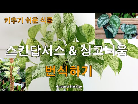 키우기 쉬운 식물 스킨답서스 & 싱고니움 번식하기