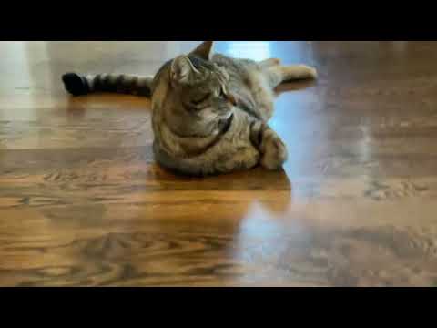 Come to me cat ￼