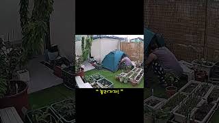 청량리 농부👩🏻‍🌾 황금연휴⛺️ #청량리 #캠핑 #힐링 #텃밭 #키우기 #강원도