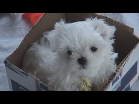 CUTE PUPPIES!!- 8 Weeks Old- Puppies vs Cat!