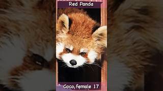 ココちゃん伸び〜Red Panda House #shorts
