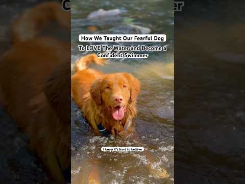 How we turned our fearful dog into a water dog 💦 #toller #waterdog #dogswimming #dogtutorial