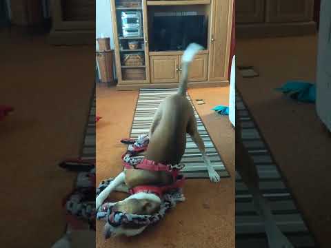 Thor playing with his Mammoth rope