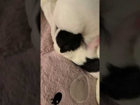 #Omg !! #WaitForIt…..( #PuppiesGoneWild