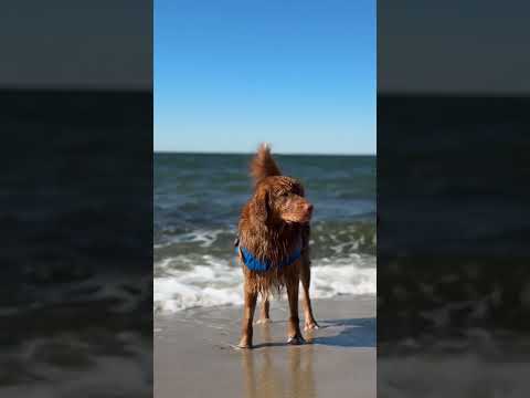No thoughts just ball #toller #doghumor #waterdog #beacbdog #dogmom