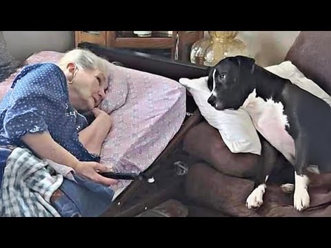 DOGS Prefers His Grandparent Over His Mom and Dad 🤣