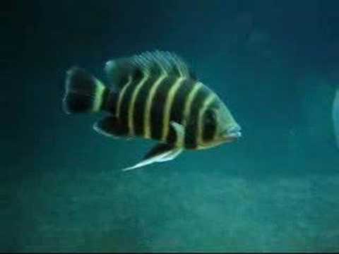Zebra Tilapia 九間 Tilapia buttikoferi