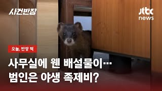 네가 왜 거기서 나와?…제주시청에 족제비 깜짝 출몰 / JTBC 사건반장