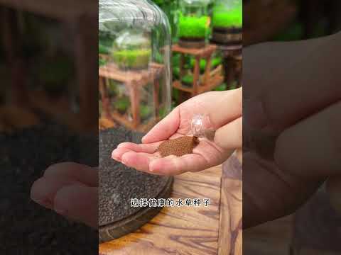 #给生活多一点色彩 花了一个月时间种出来的小对叶水草缸长成了，今天加水放鱼，家里客厅又多了一个好看的摆件#微景观