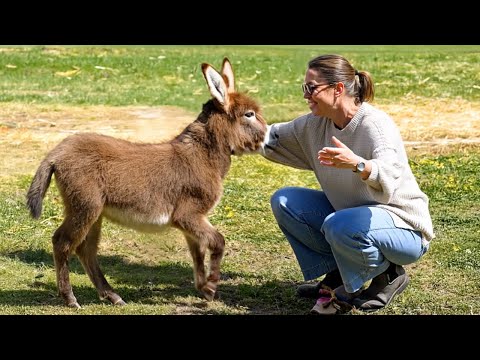 Most Emotional Animal Reunions with Their Owners That Will Touch Your Soul ❤️