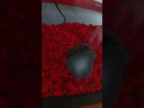 Mystery snail time lapse #fish tank