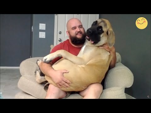 New Funny Animals 😂 Funniest Cats and Dogs Videos 😺🐶 2024 part47