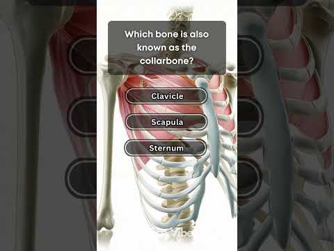 💪🧠 Human Body Quiz! Bones, Organs & Inner Balance! ✨